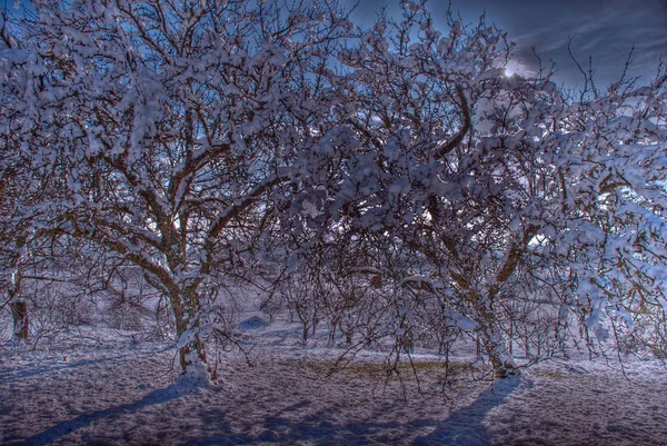 Зимний Пейзаж Деревья Снегом — стоковое фото