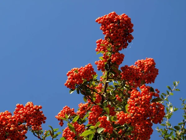 Beeren Nahaufnahme Gesundes Ernährungskonzept — Stockfoto