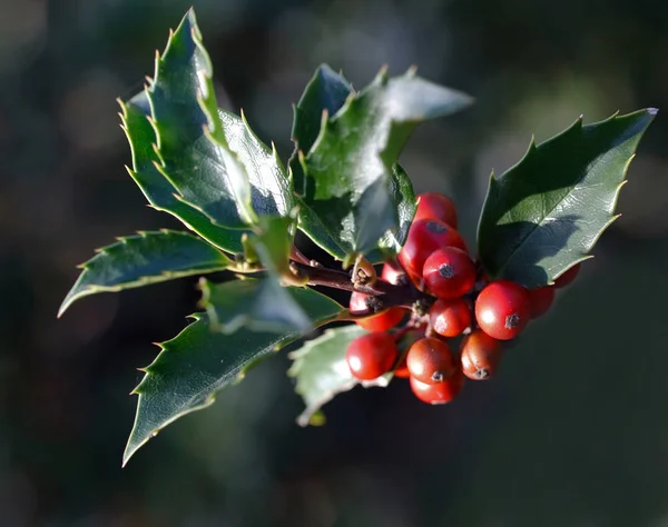 Holly Leaves Berries — Stock Photo, Image