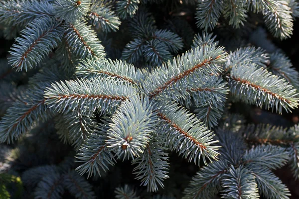 Festlicher Weihnachtsbaumschmuck — Stockfoto