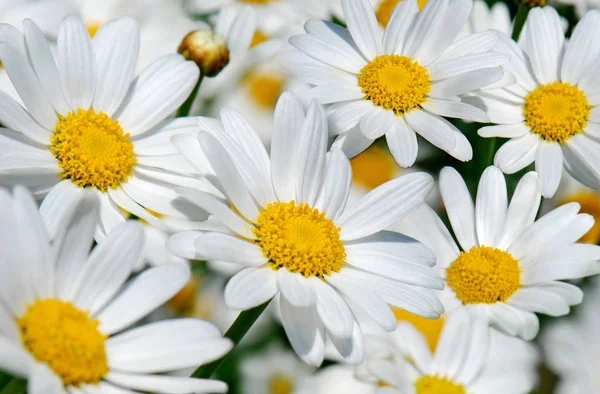 Sedmikrásky Luční Květiny Heřmánky — Stock fotografie