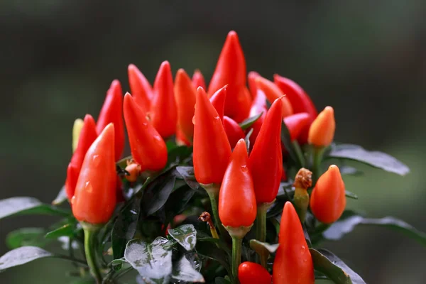 Rode Chili Pepers Tuin — Stockfoto