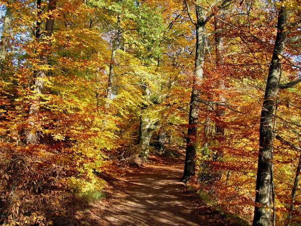 Bosque Otoño Hojas Temporada Otoño —  Fotos de Stock