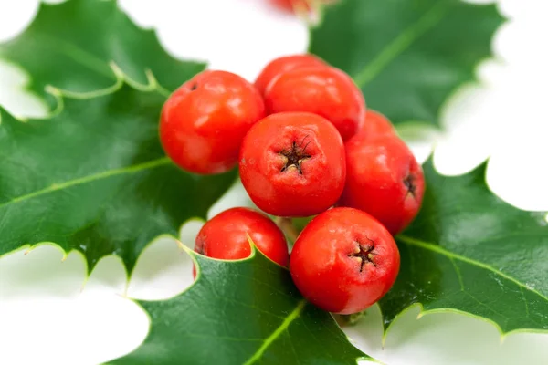 Holly Leaves Berries Isolated Whi — стоковое фото