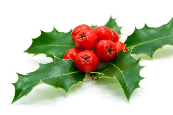 Holly Leaves Berries Isolated Whi — Stock Photo, Image