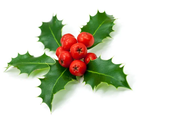 Holly Leaves Berries Isolated Whi — Stock Photo, Image