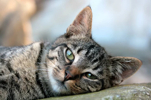 面白い小さなふわふわの猫 — ストック写真