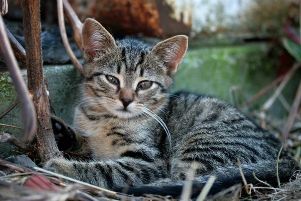 Şirin Bir Kedinin Portresi — Stok fotoğraf