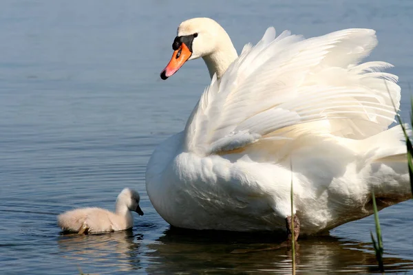 Madárleső Aranyos Madár Vad Természetben — Stock Fotó