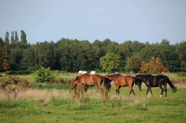 Buiten Paarden Weidedieren — Stockfoto