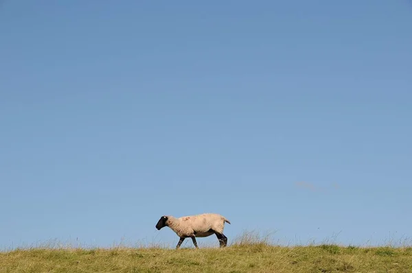 Owce Grobli — Zdjęcie stockowe