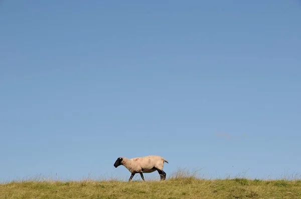 Schapen Dijk — Stockfoto