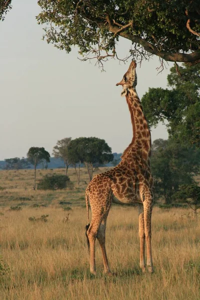 Zürafa Hayvanı Afrika Otçul Memelisi — Stok fotoğraf