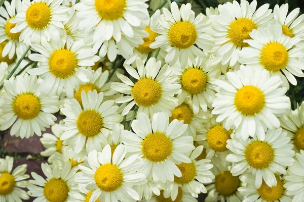 Gänseblümchen Blühen Der Sommersonne — Stockfoto