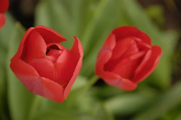 Лепестки Красных Тюльпанов Весенняя Флора — стоковое фото