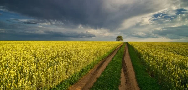 Caminho Para Árvore — Fotografia de Stock