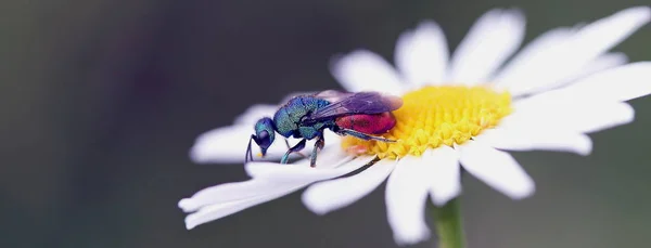 Närbild Geting Insekter Makro Skott — Stockfoto