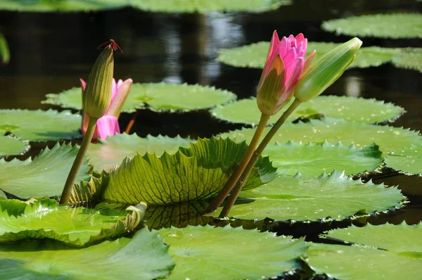 Närbild Vacker Lilja Blomma — Stockfoto