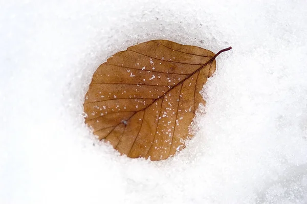 Vista Una Escena Invierno —  Fotos de Stock