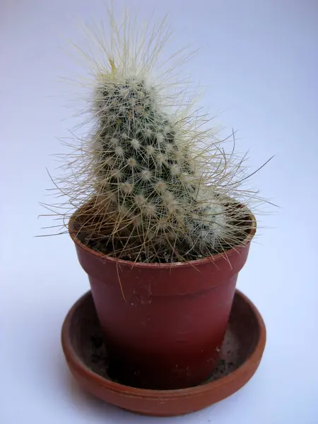Cactusplant Botanische Plant Met Doornen — Stockfoto
