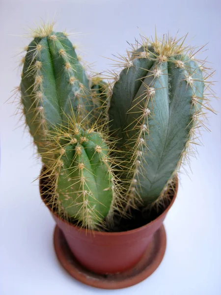 Planta Cactus Planta Botánica Con Espinas —  Fotos de Stock