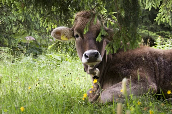 Young Animals Selective Focus — Stock Photo, Image