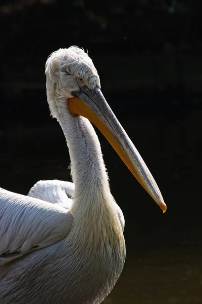 Malerischer Blick Auf Den Schönen Pelikan Der Natur — Stockfoto