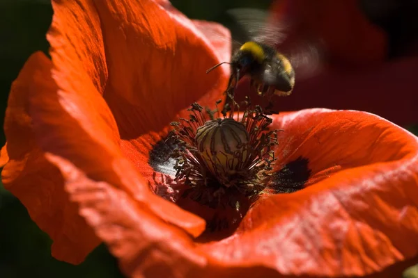 Bumble Bee Flying Red Poppy Summer —  Fotos de Stock