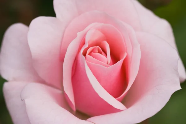 Μαλακό Ροζ Τριαντάφυλλο Καλοκαίρι — Φωτογραφία Αρχείου