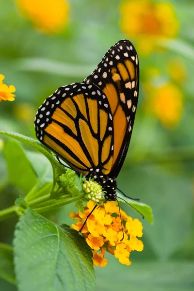 Vista Primer Plano Hermosa Mariposa Colorida — Foto de Stock