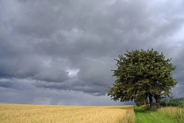 Terres Agricoles Champs Maïs Ruraux — Photo