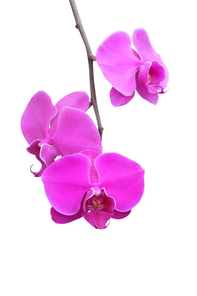 Festői Gyönyörű Színes Orchidea Virág — Stock Fotó