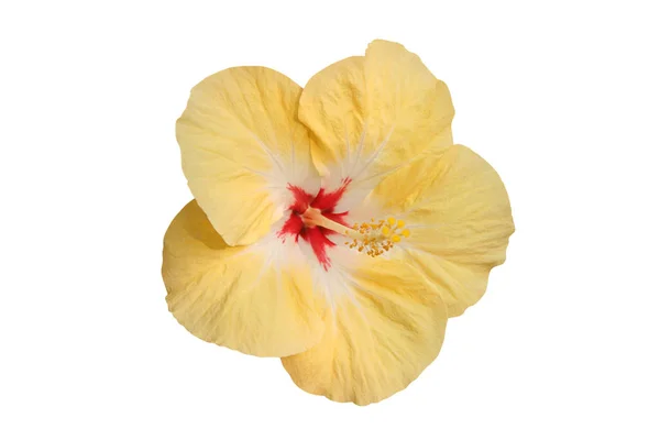 Escénico Hermosa Flor Hibisco Colorido —  Fotos de Stock