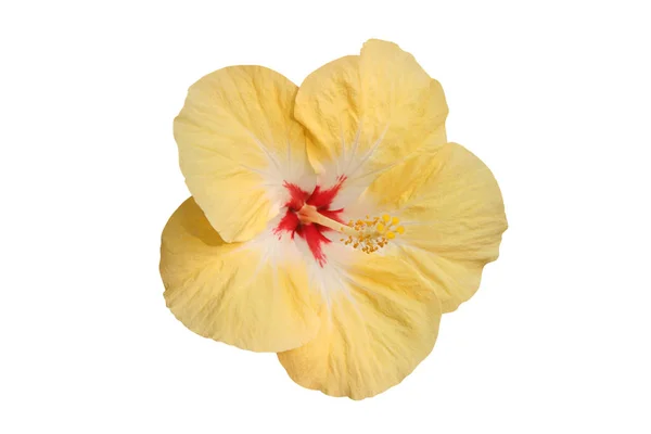 Cênica Bela Flor Hibisco Colorido — Fotografia de Stock