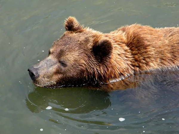 Dierenwelzijn Dierentuin — Stockfoto