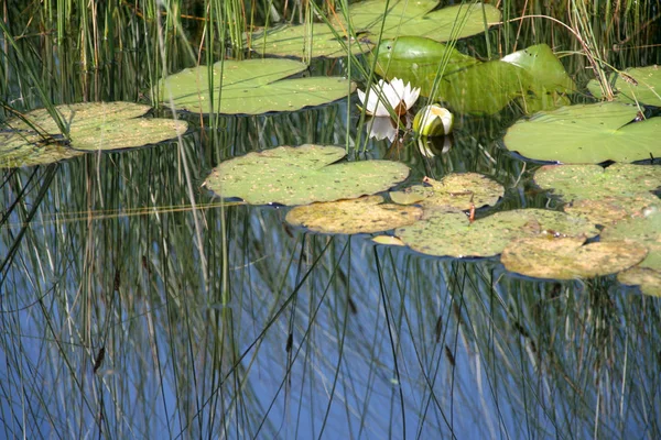 Вид Крупним Планом Красива Водяна Лілія — стокове фото