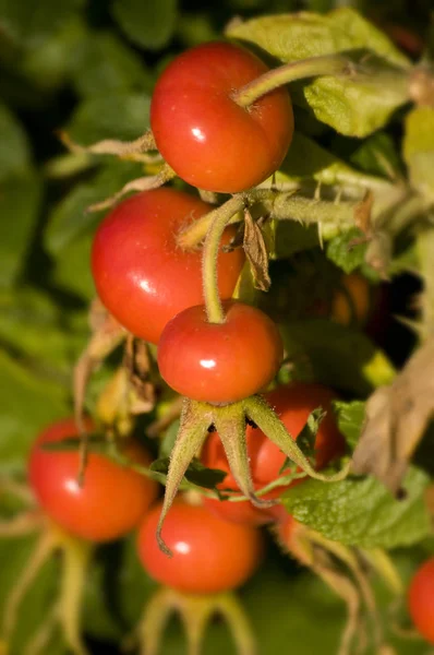 Rose Hips Red Berries — Stock Photo, Image