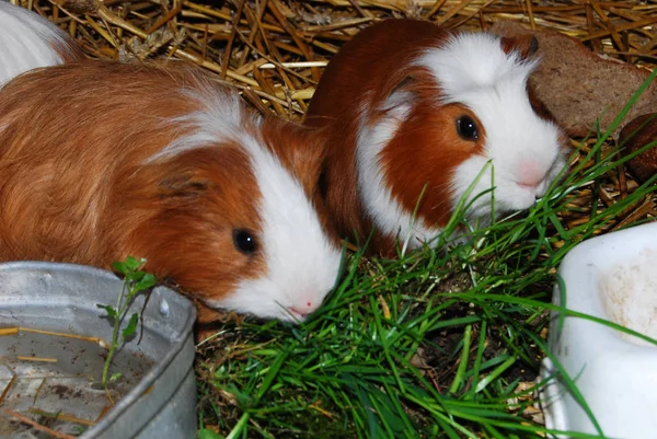 hamster, guinea pig rodent animal, pet