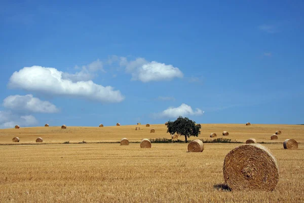 Uitzicht Het Zomerlandschap — Stockfoto