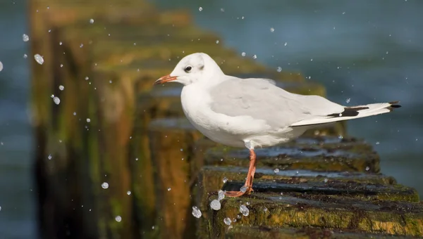 Picturesque Shot Bird Outdoor Scene — Stock Photo, Image