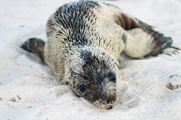 Close Sleeping Seal Beach — Stock Photo, Image