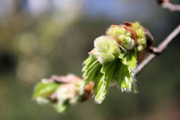 Perto Uma Fábrica Jovem Primavera — Fotografia de Stock