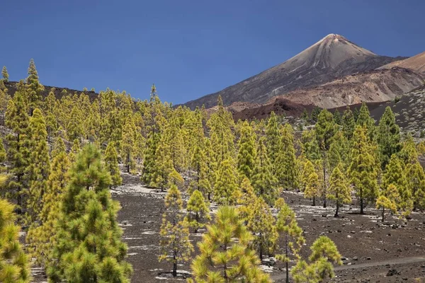 西班牙加那利群岛Tenerife的Teide山 — 图库照片