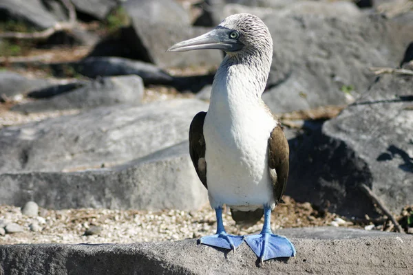 Pintoresco Disparo Aves Escena Exterior — Foto de Stock