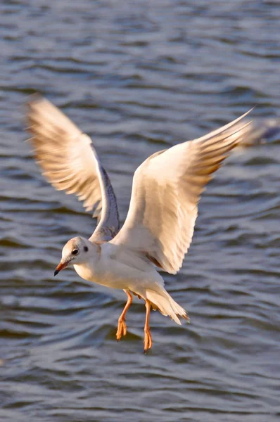 Picturesque Shot Bird Outdoor Scene — Stock Photo, Image