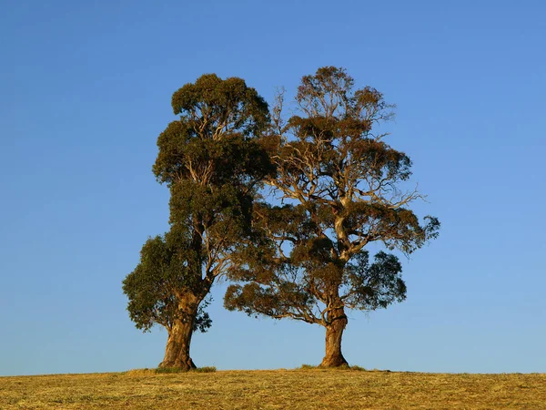 Árvores Natureza Meio Ambiente Botânica — Fotografia de Stock