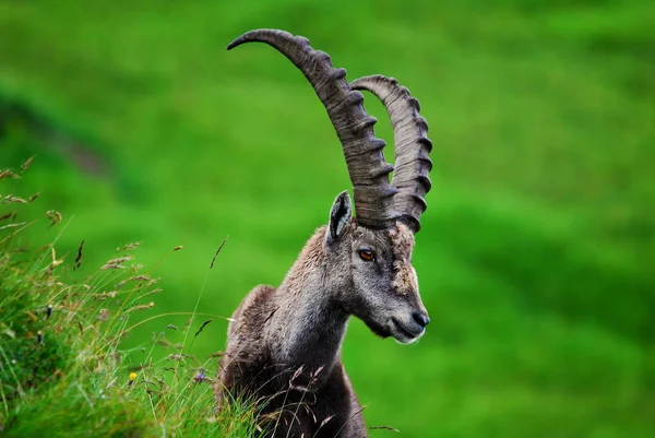 Doğadaki Dağ Keçisi Hayvanı Fauna — Stok fotoğraf