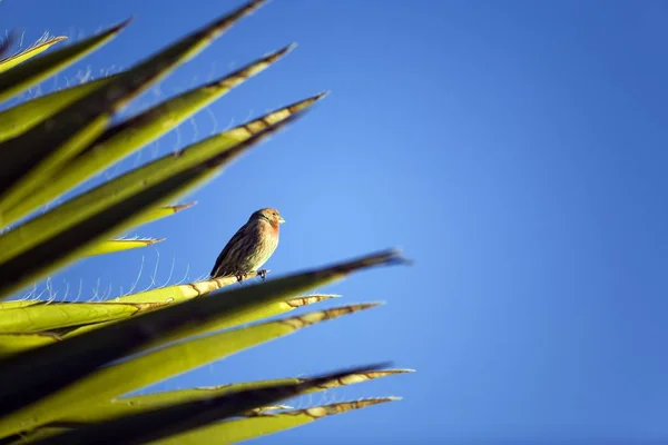 Hausfink Thront Auf Yucca Vor Blauem Himmel — Stockfoto