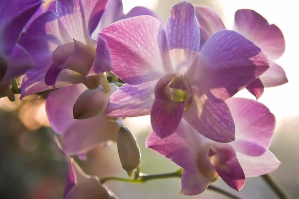 Orchid Flowers Petals Flora — Stock Photo, Image