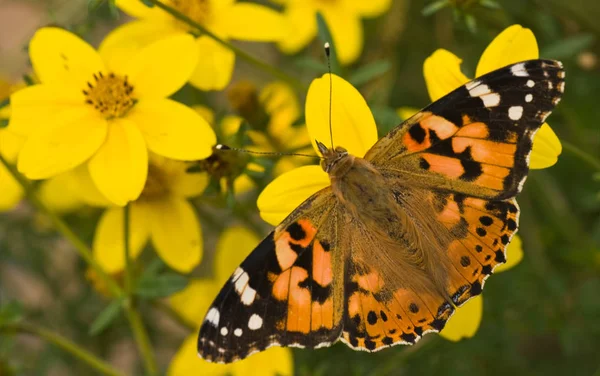 Une Dame Peinte Sur Des Fleurs Jaunes Été — Photo